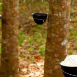 Giá cao su hôm nay 19/5: Giữ đà đi lên, thế giới nhiều bất ổn và ngành xuất nhập khẩu cao su Việt bất ngờ tăng vọt