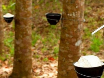 Giá cao su hôm nay 19/5: Giữ đà đi lên, thế giới nhiều bất ổn và ngành xuất nhập khẩu cao su Việt bất ngờ tăng vọt